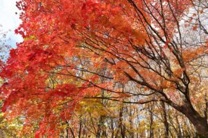 旭山記念公園の紅葉2022年10月28日4