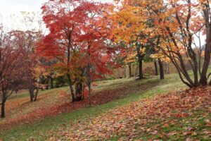 旭山記念公園の紅葉2022年10月29日15