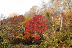 旭山記念公園の紅葉2022年10月30日3