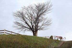 旭山記念公園の紅葉2022年10月30日5