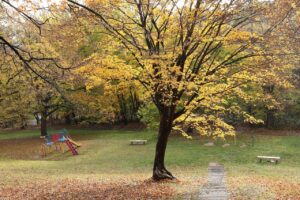 旭山記念公園の紅葉2022年10月30日9