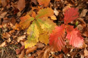 旭山記念公園の紅葉2022年10月30日12