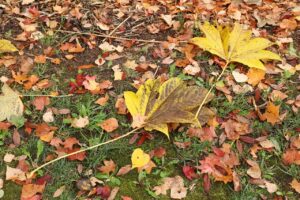 旭山記念公園の紅葉2022年10月30日13