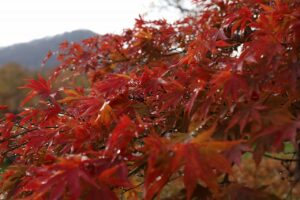 旭山記念公園の紅葉2022年10月30日16