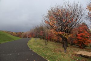 旭山記念公園の紅葉2022年10月30日8