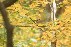 旭山記念公園の紅葉2022年10月17日シマエナガ