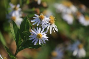 エゾノコンギク2022年10月21日