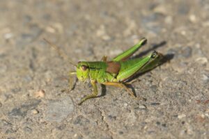 ミカドフキバッタ2022年10月21日