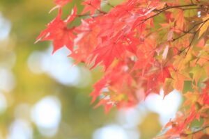 旭山記念公園の紅葉2022年10月22日11ヤマモミジアップ