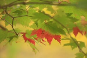 旭山記念公園の紅葉2022年10月22日12ハウチワカエデしもやけ