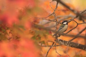 旭山記念公園の紅葉2022年10月28日18シジュウカラ