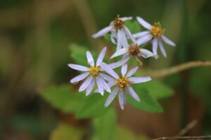 旭山記念公園の紅葉2022年10月30日14