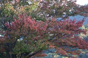 2022年10月13日紅葉状況(一本桜)