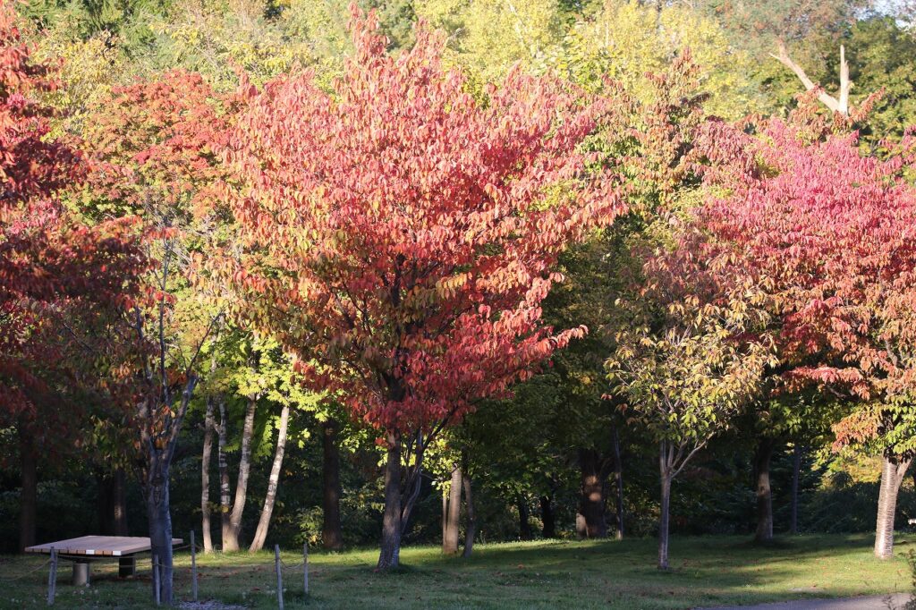 2022年10月13日紅葉状況3