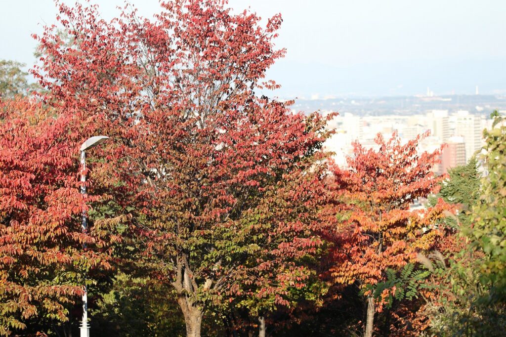 2022年10月13日紅葉状況2