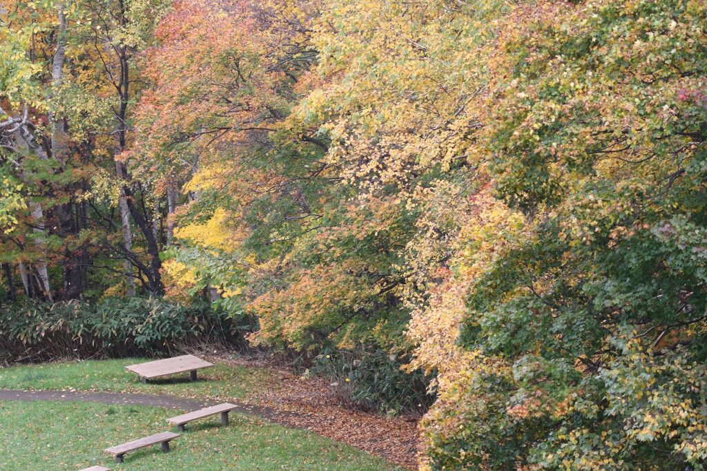 2022年10月18日紅葉状況4