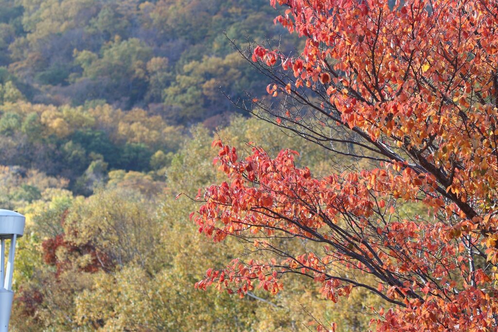 2022年10月20日紅葉状況 (1)