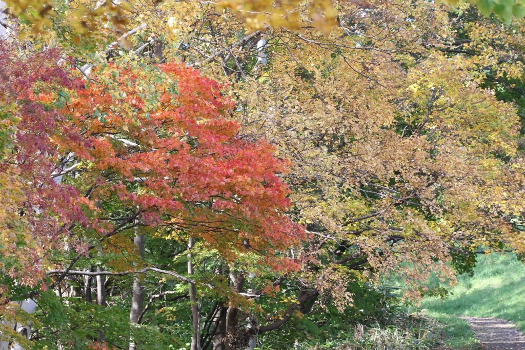 2022年10月20日紅葉状況 (5)
