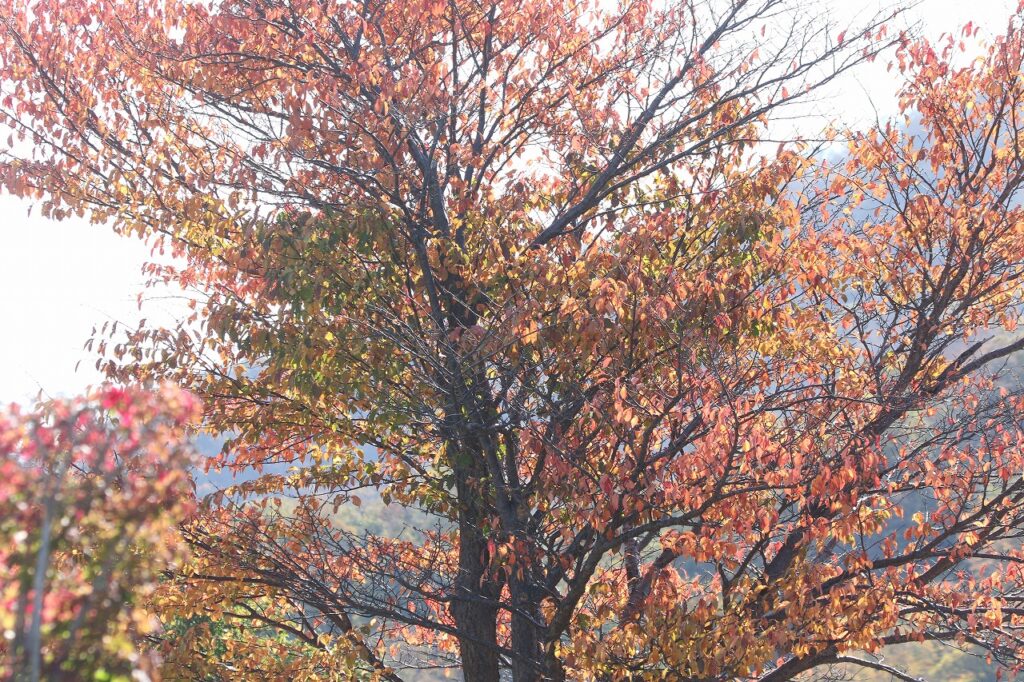2022年10月20日紅葉状況 (2)