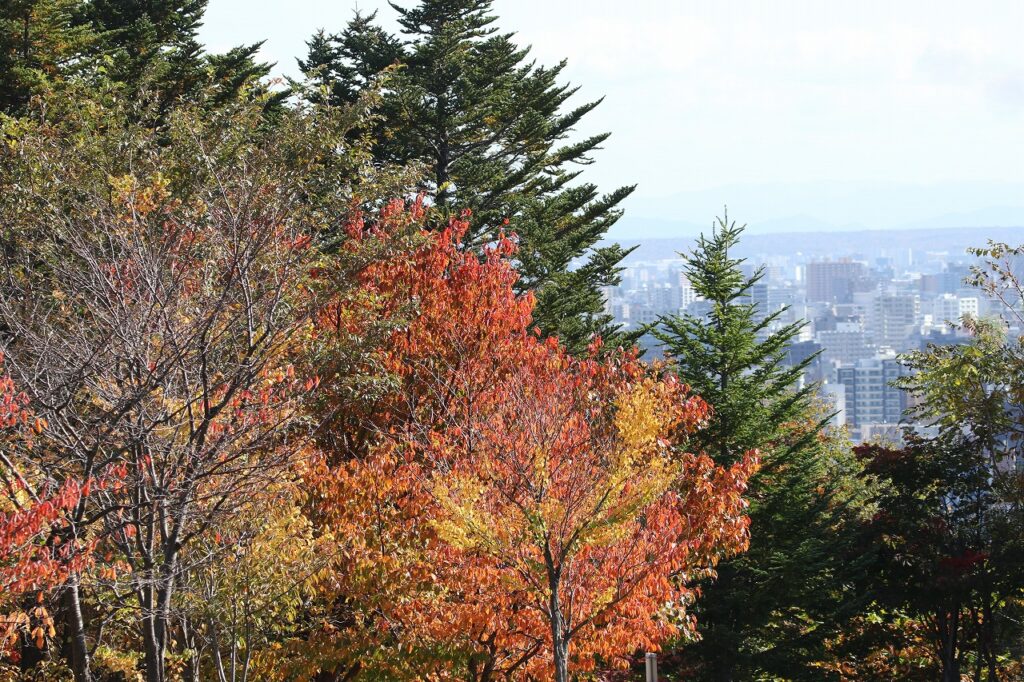 2022年10月20日紅葉状況 (4)