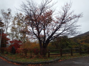 展望台の一本桜の紅葉