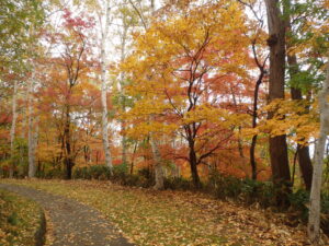 噴水広場横の散策路の紅葉