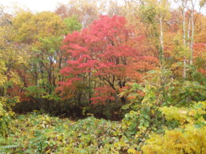 第1駐車場入口付近の紅葉