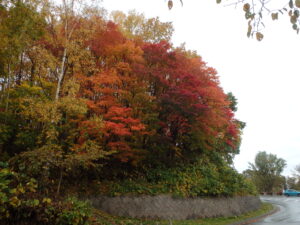 第1駐車場入口の紅葉