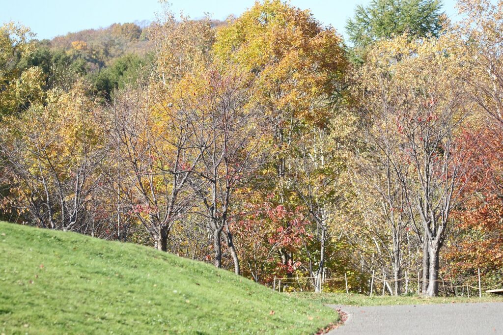 2022年10月26日紅葉状況4