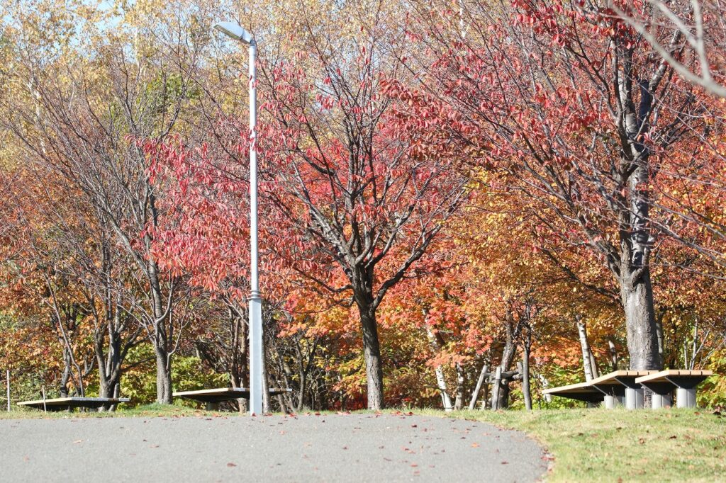 2022年10月26日紅葉状況5