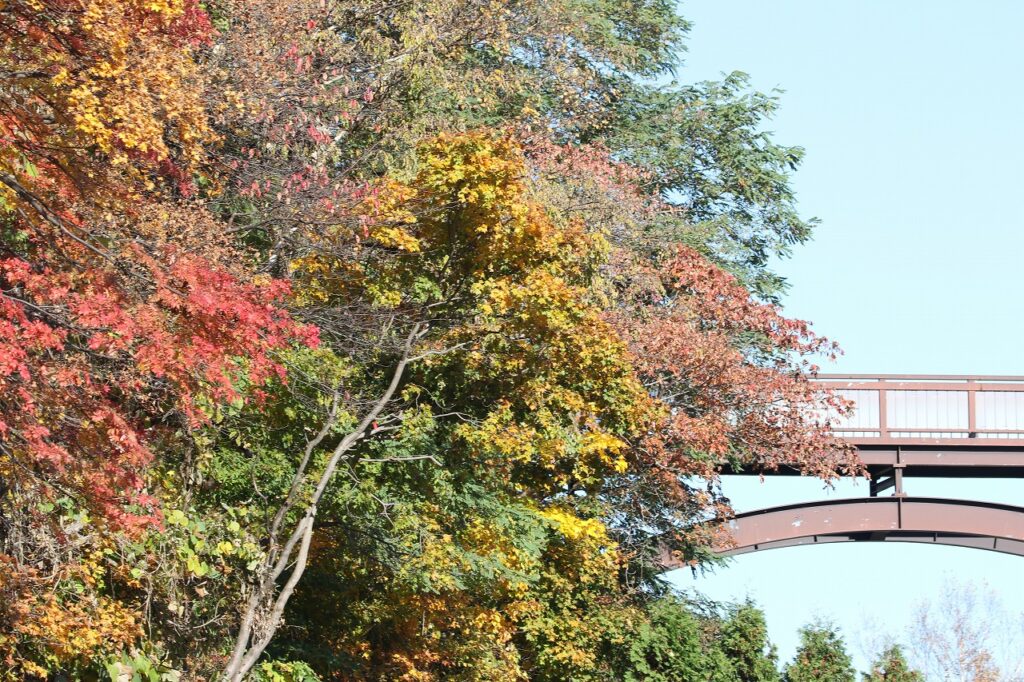 2022年10月26日紅葉状況