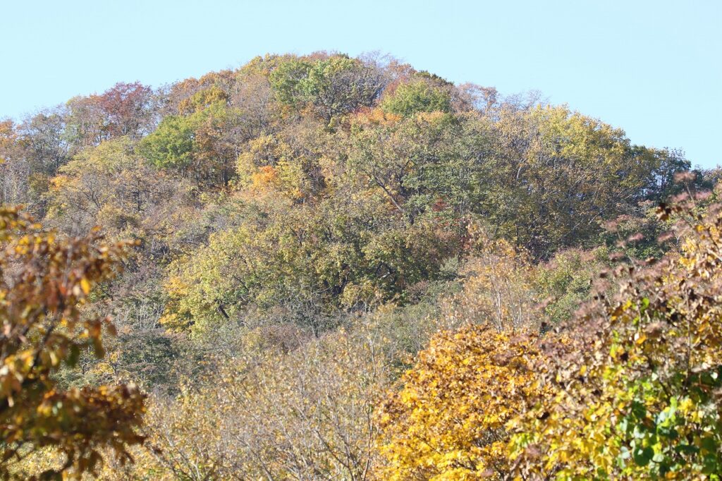 2022年10月26日紅葉状況2