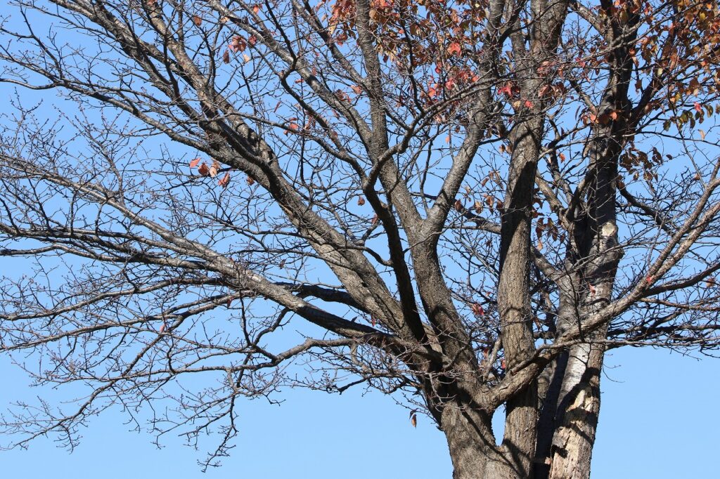 2022年10月26日紅葉状況3