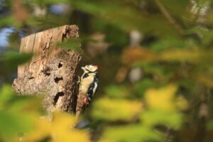 アカゲラ雄2022年10月28日