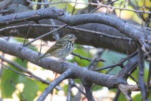 ビンズイ2022年10月28日