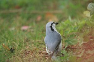 ゴジュウカラ2022年10月28日