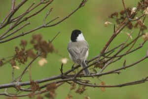 ハシブトガラ2022年10月28日