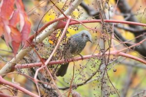 ヒヨドリ2022年10月28日
