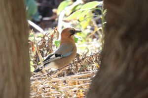 亜種ミヤマカケス2022年10月28日