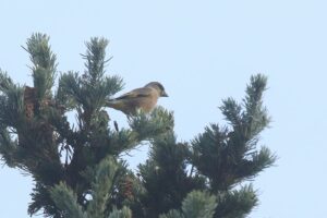 カワラヒワ2022年10月28日