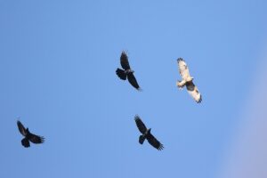 ノスリ2022年10月28日