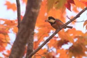 ヤマガラ2022年10月28日