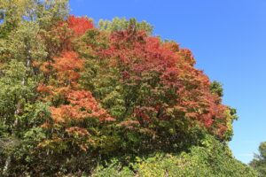 旭山記念公園の紅葉2022年10月19日第1駐車場入口のヤマモミジ2021年10月19日の写真