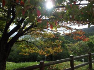 紅葉情報2022年10月5日3展望台一本桜