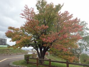 紅葉情報2022年10月5日2展望台一本桜近接