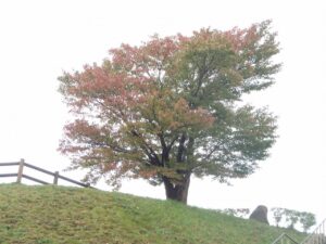 紅葉2022年10月5日1展望台一本桜と階段