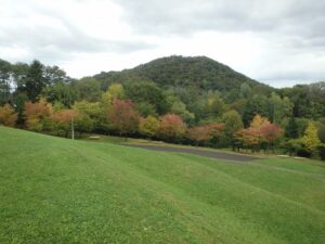 展望台一本桜5円山新桜並木