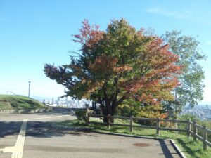 旭山記念公園紅葉情報2022年10月7日2展望台一本桜