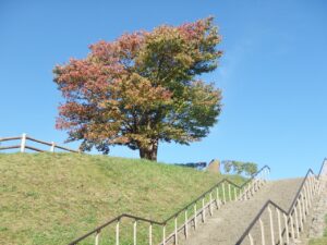 旭山記念公園紅葉情報2022年10月7日1展望台一本桜と階段