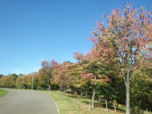 旭山記念公園紅葉情報2022年10月7日6新桜並木紅葉